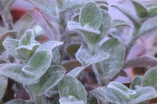 怎么繁殖白雪姬,可播种和分株繁殖