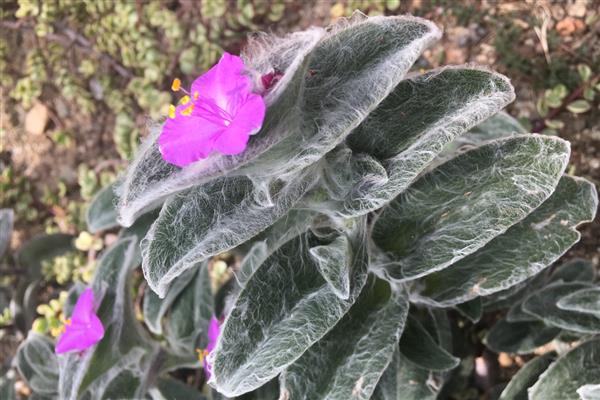 怎么繁殖白雪姬,可播种和分株繁殖