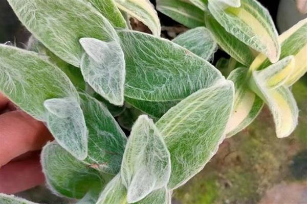 怎么繁殖白雪姬,可播种和分株繁殖