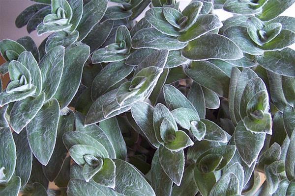 怎么繁殖白雪姬,可播种和分株繁殖