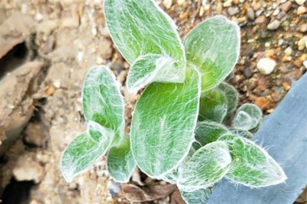 怎么繁殖白雪姬,可播种和分株繁殖