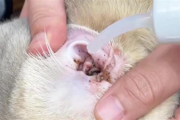 猫咪耳朵有耳垢如何处理，准备好专用洗耳液及毛巾
