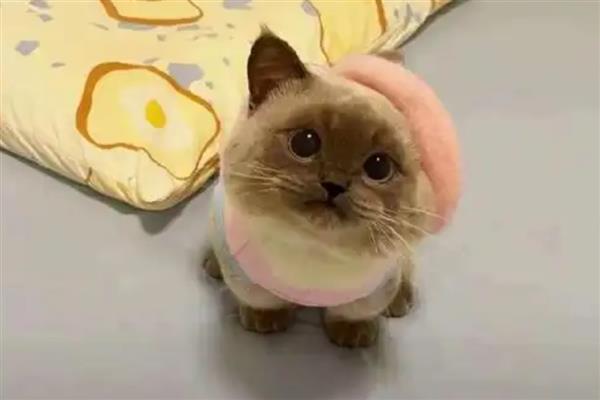 猫咪耳朵有耳垢如何处理，准备好专用洗耳液及毛巾