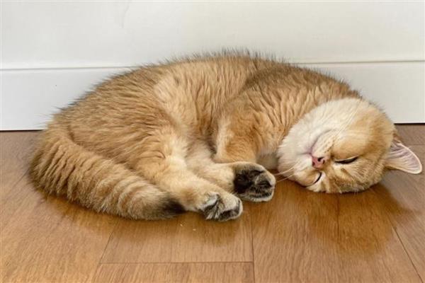 猫咪耳朵有耳垢如何处理，准备好专用洗耳液及毛巾