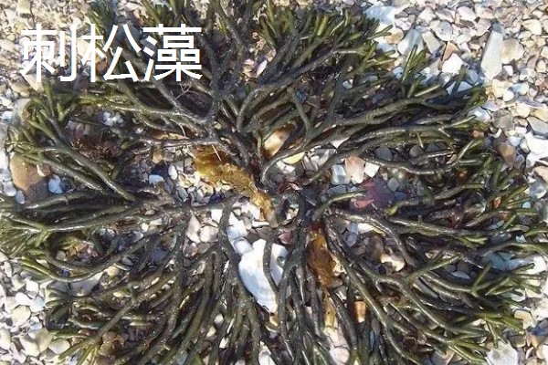 麒麟菜种在哪里,多生于有珊瑚礁的岩石上