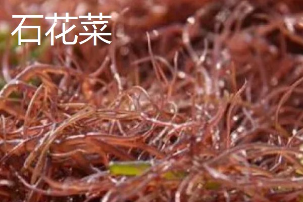 麒麟菜种在哪里,多生于有珊瑚礁的岩石上