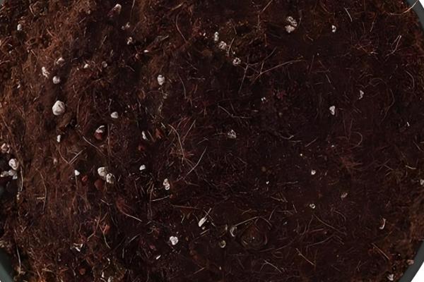 冬青树的养殖方法,喜欢温暖的气候环境