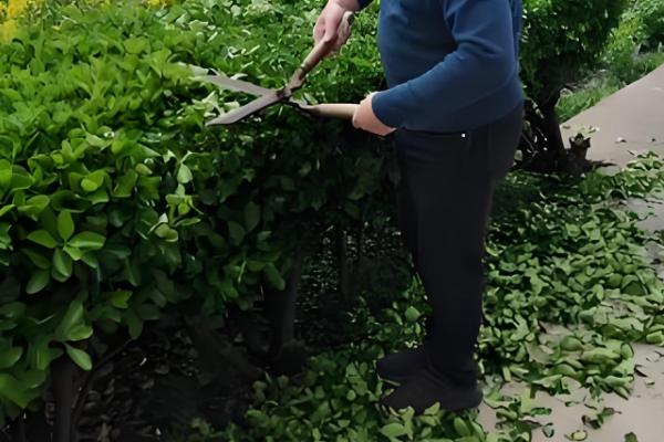 冬青树的养殖方法,喜欢温暖的气候环境