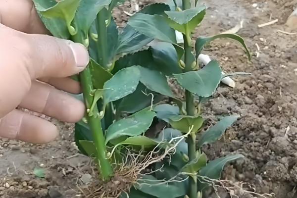 冬青树的养殖方法,喜欢温暖的气候环境