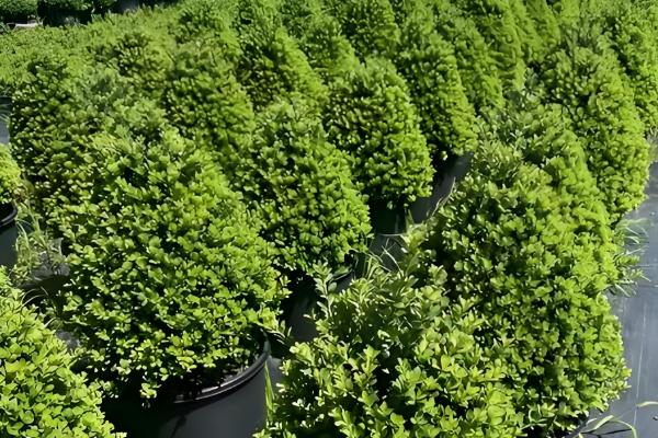 冬青树的养殖方法,喜欢温暖的气候环境