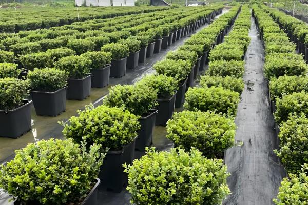 冬青树的养殖方法,喜欢温暖的气候环境