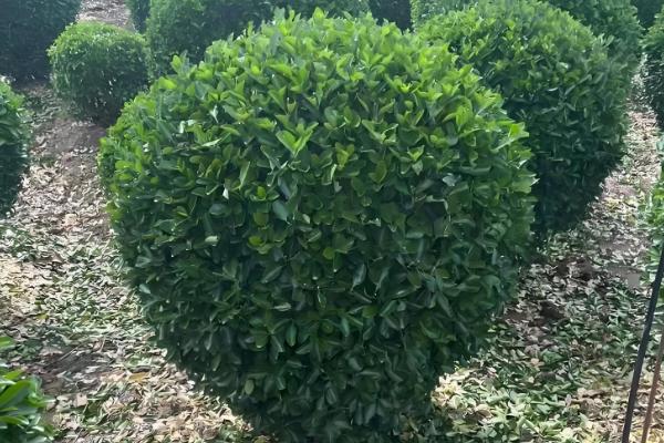 冬青树的养殖方法,喜欢温暖的气候环境