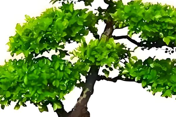 冬青树的养殖方法,喜欢温暖的气候环境