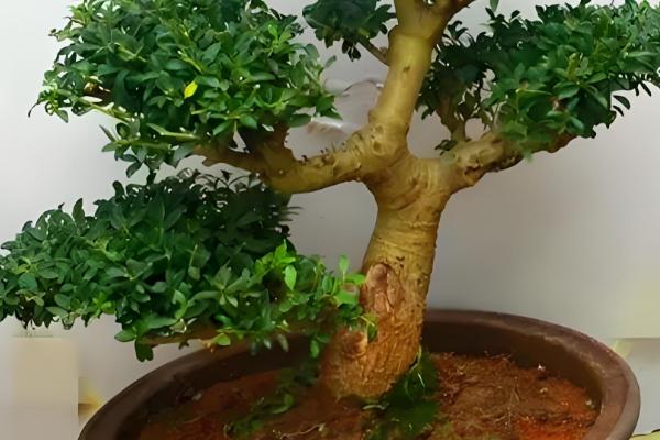 冬青树的养殖方法,喜欢温暖的气候环境