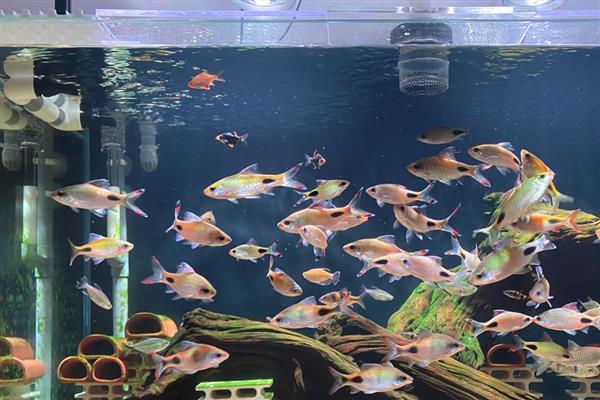 过度喂食鱼会撑死吗，吃饱后不会继续进食