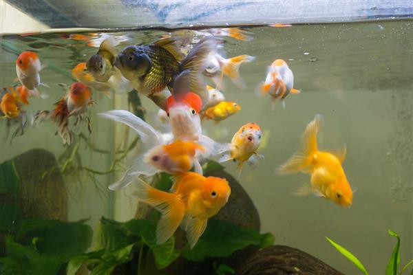 过度喂食鱼会撑死吗，吃饱后不会继续进食