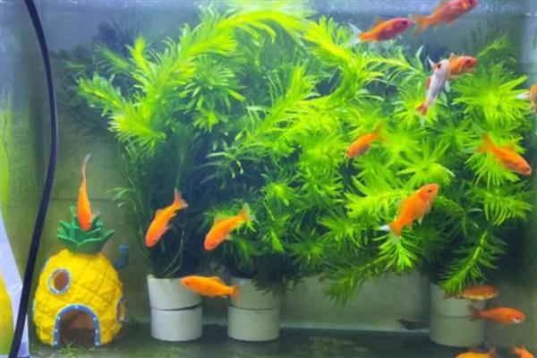 过度喂食鱼会撑死吗，吃饱后不会继续进食