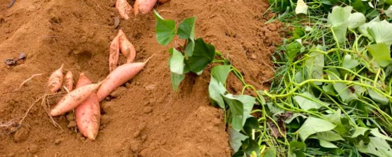 红薯怎么种植，薯苗长到5-8厘米时要摘心修剪