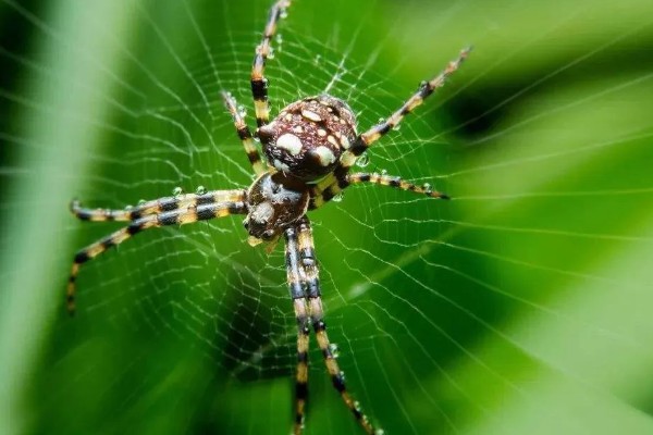 蜘蛛会不会咬人，蜘蛛会咬人
