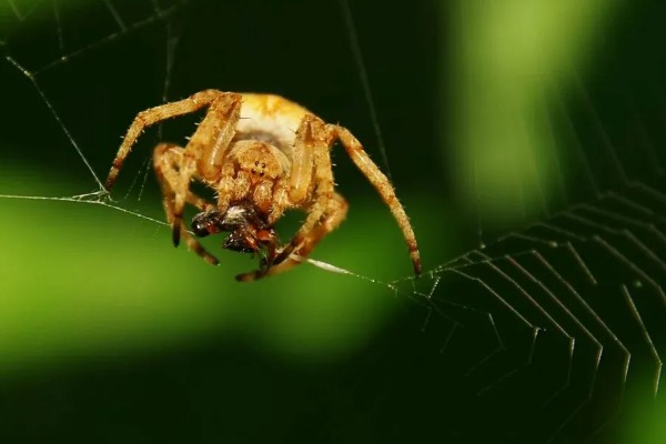蜘蛛会不会咬人，蜘蛛会咬人