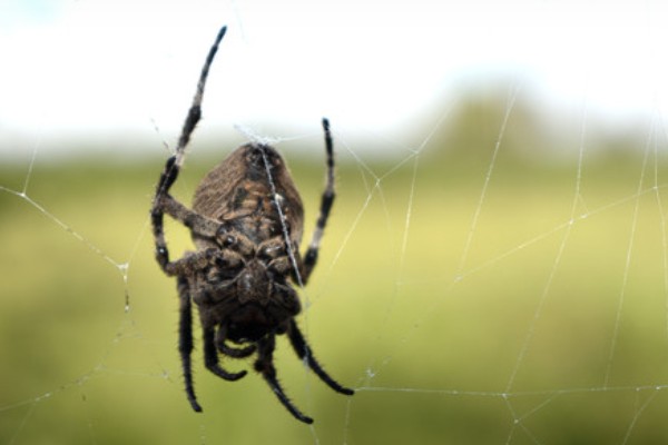 蜘蛛会不会咬人，蜘蛛会咬人