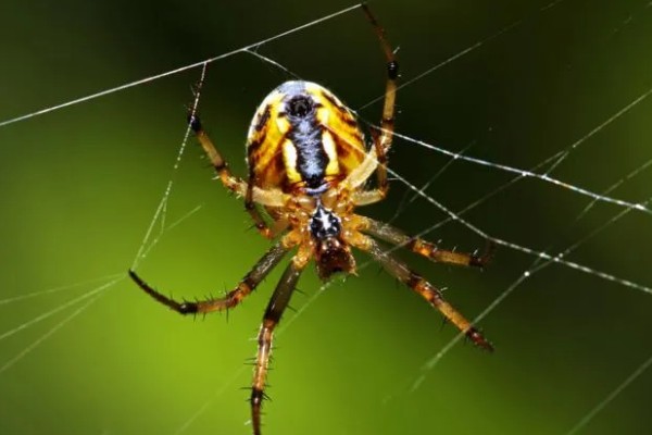 蜘蛛会不会咬人，蜘蛛会咬人