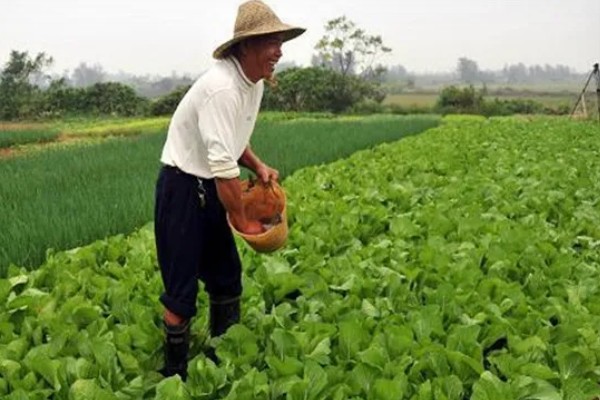 蔬菜补充大中量元素的注意事项，要注意施肥的均匀性