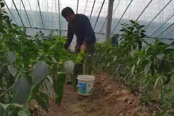 蔬菜补充大中量元素的注意事项，要注意施肥的均匀性