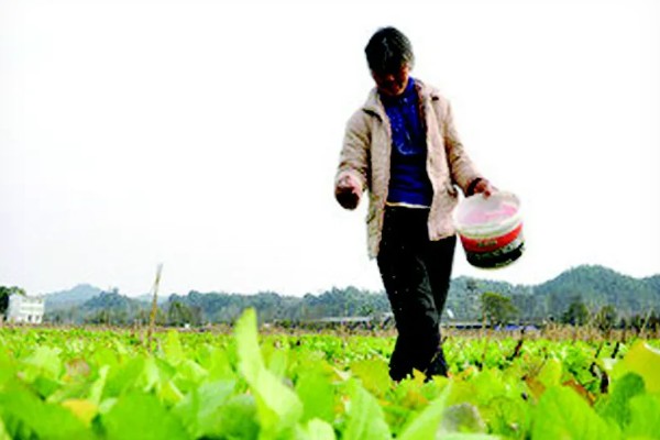 蔬菜补充大中量元素的注意事项，要注意施肥的均匀性