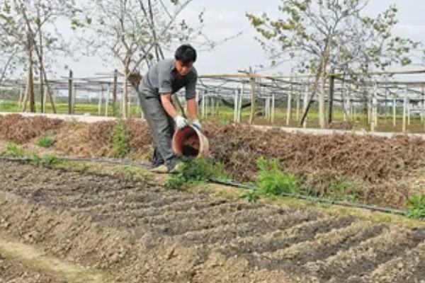 蔬菜补充大中量元素的注意事项，要注意施肥的均匀性