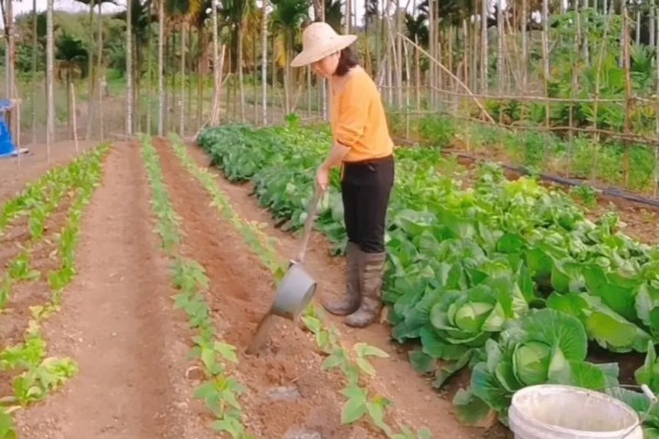 蔬菜补充大中量元素的注意事项，要注意施肥的均匀性