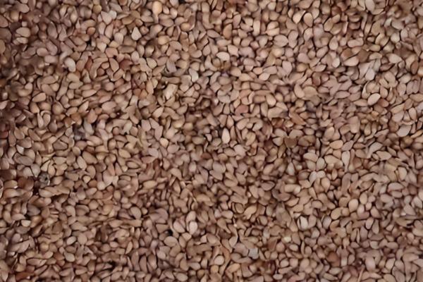 如何沙藏八棱海棠籽，晾晒3-5天后再沙藏