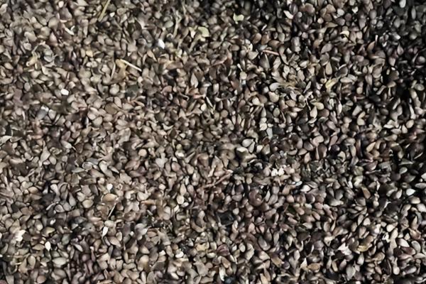 如何沙藏八棱海棠籽，晾晒3-5天后再沙藏