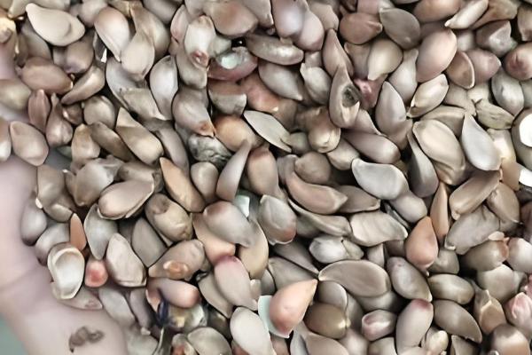 如何沙藏八棱海棠籽，晾晒3-5天后再沙藏