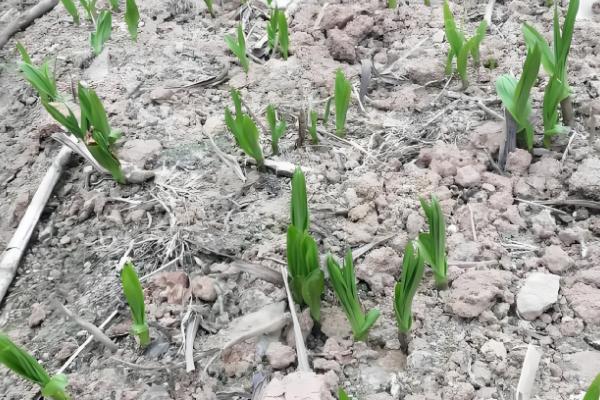 白芨怎么繁殖，以播种和分株为主