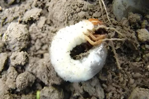 白芨怎么繁殖，以播种和分株为主