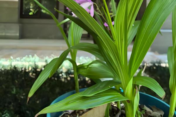 白芨怎么繁殖，以播种和分株为主