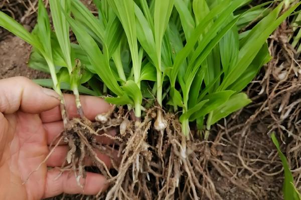 白芨怎么繁殖，以播种和分株为主