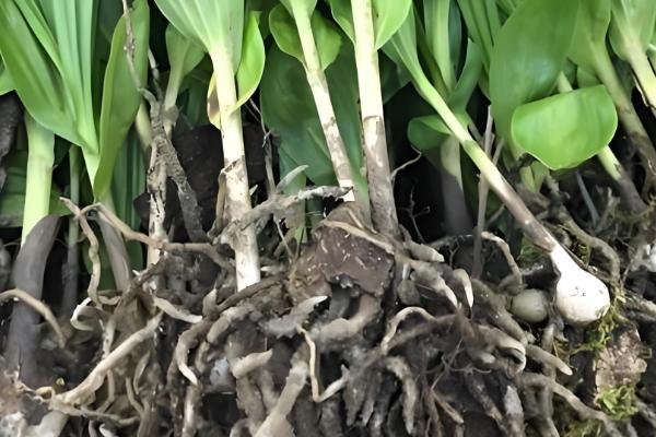 白芨怎么繁殖，以播种和分株为主