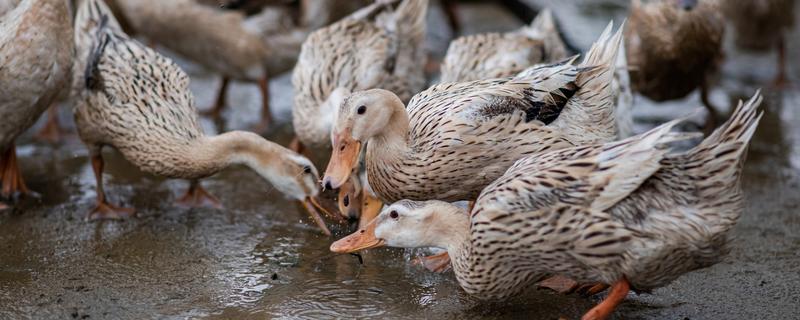 鸭子的寿命,取决于环境和自身