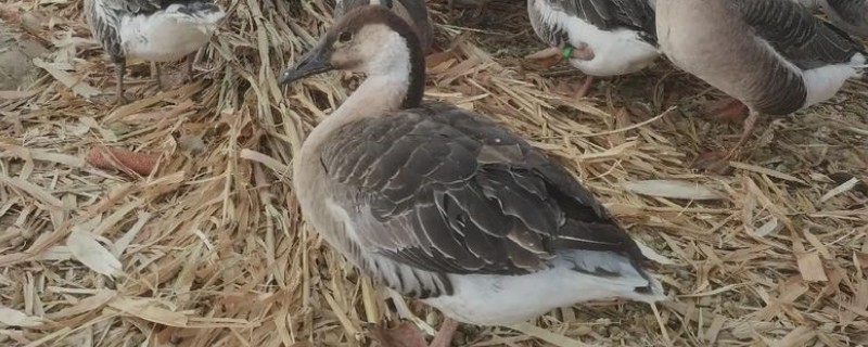 有什么冷门的养殖项目，大雁、狐狸等动物值得考虑