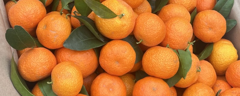 沙糖桔的存放时间,用冰箱冷藏可保存12-15天左右