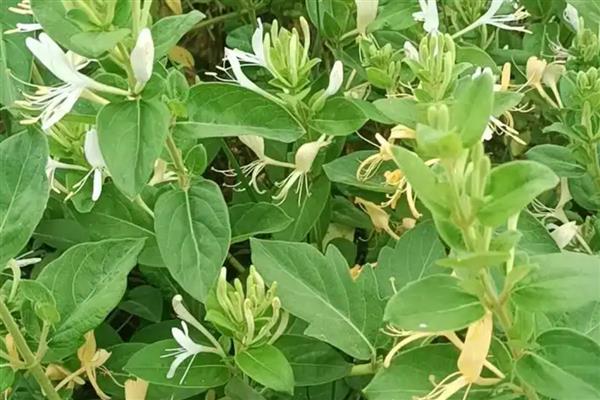 茎的种类,分为缠绕茎、攀援茎等