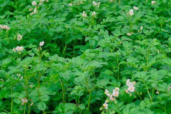 茎的种类,分为缠绕茎、攀援茎等