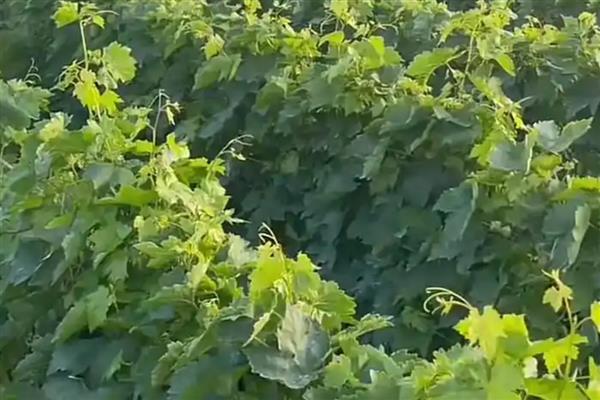 葡萄落花落果如何防治,需及时疏整花序