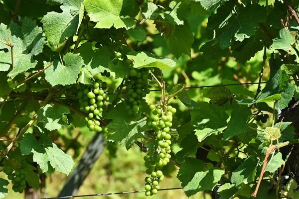 葡萄落花落果如何防治,需及时疏整花序