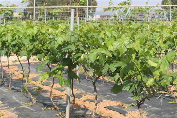 葡萄落花落果如何防治,需及时疏整花序