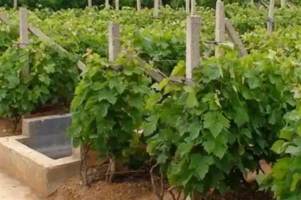 葡萄落花落果如何防治,需及时疏整花序