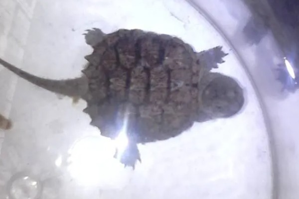 小鳄龟冬眠要放水吗,冬眠后无法在水中正常呼吸