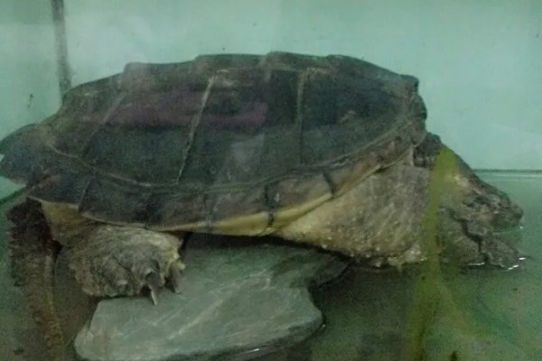 小鳄龟冬眠要放水吗,冬眠后无法在水中正常呼吸